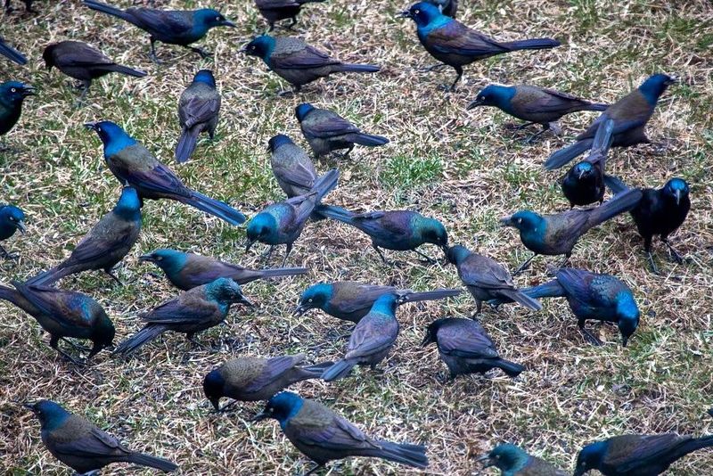 They Are Using Safety In Numbers
