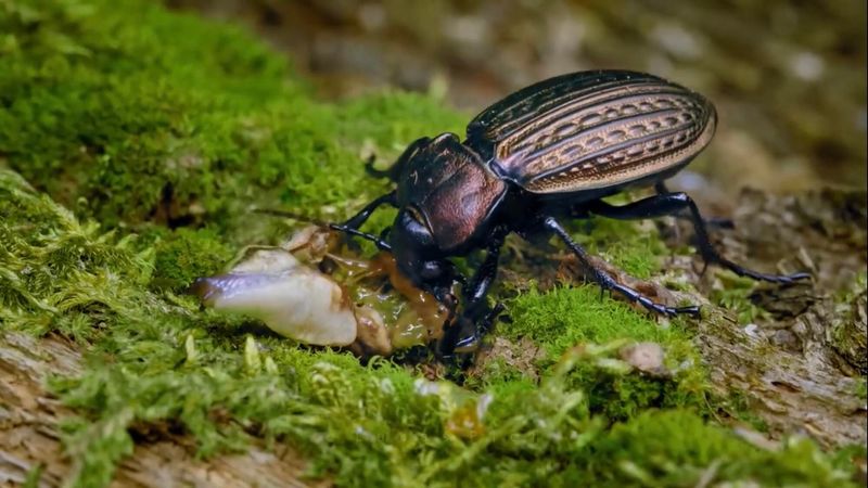 They Consume More Than Insects