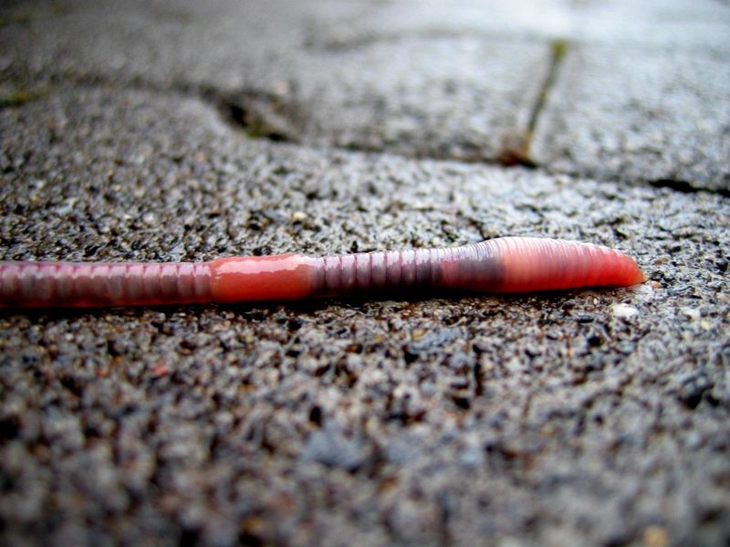 They Could Include Invasive Jumping Worms They Could Include Invasive Jumping Worms