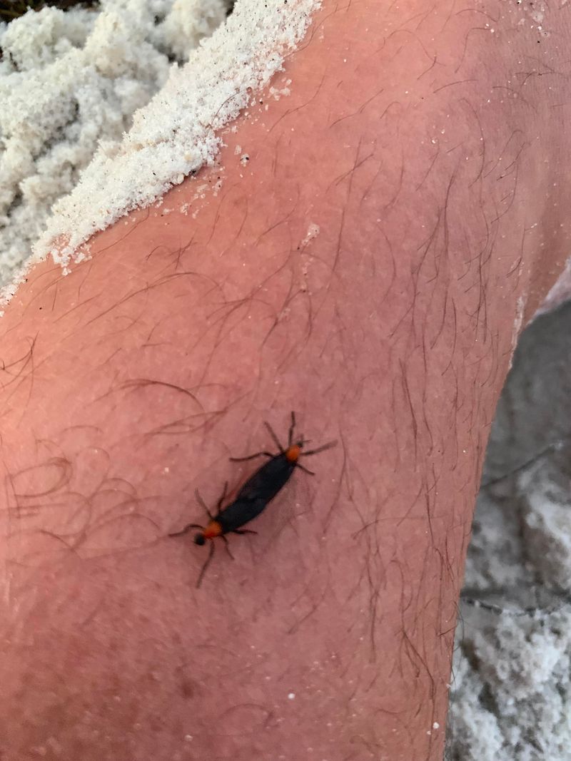 They Do Not Bite Sting Or Spread Disease