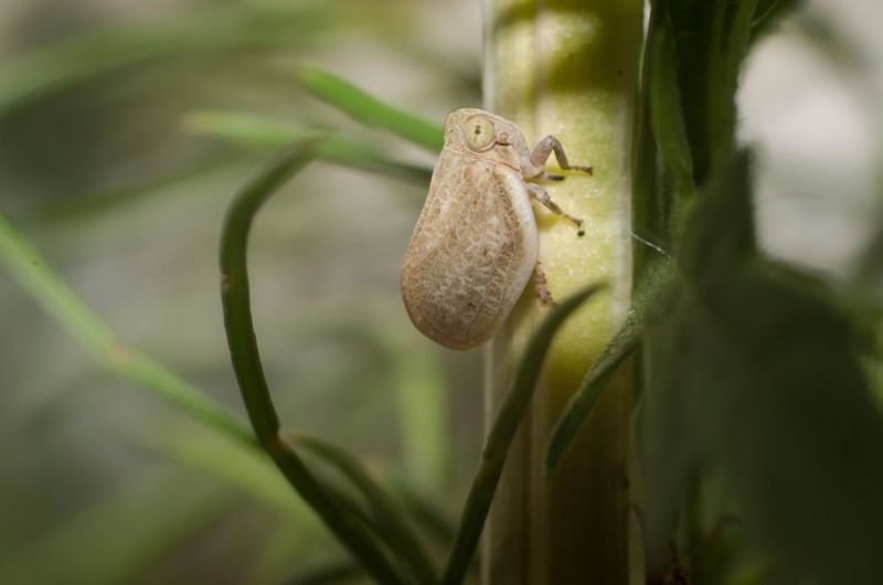 They Feed By Sucking Plant Sap They Feed By Sucking Plant Sap