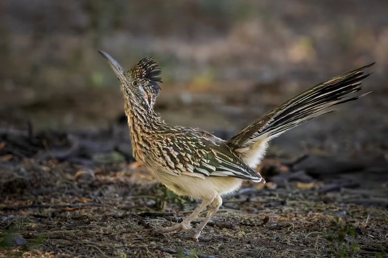 They Help Keep Desert Ecosystems Balanced