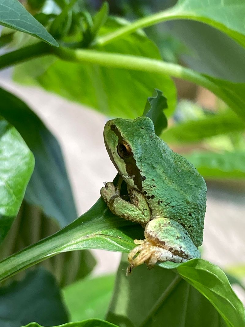 They Help With Insects, Not Every Pest They Help With Insects, Not Every Pest