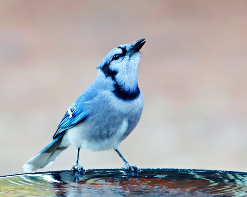 They Like Your Water Source