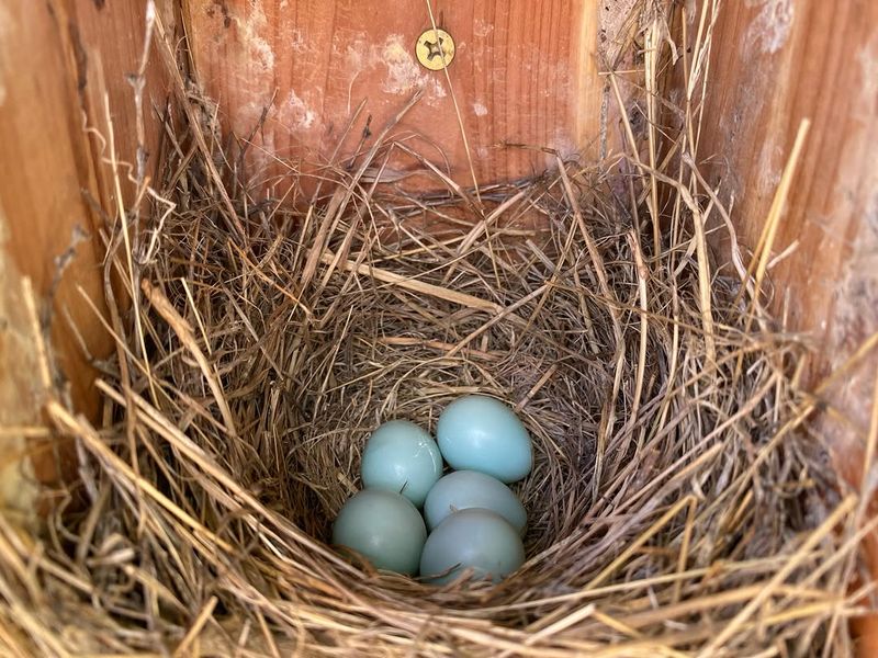 They May Be Busy With A New Brood