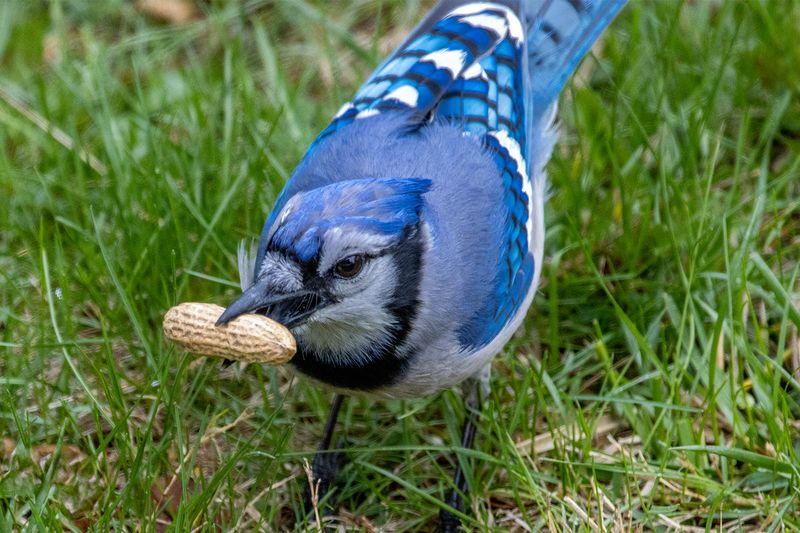They May Be Caching Food Nearby