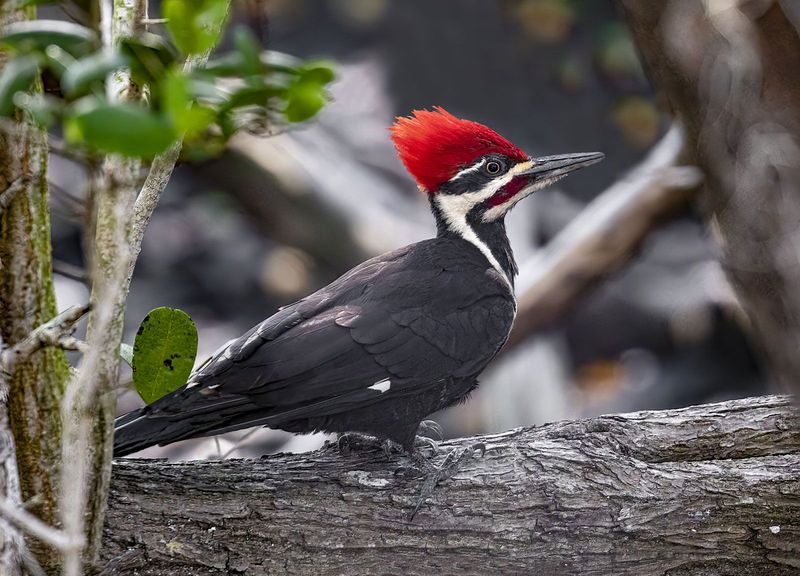They May Be Drumming To Claim Territory They May Be Drumming To Claim Territory