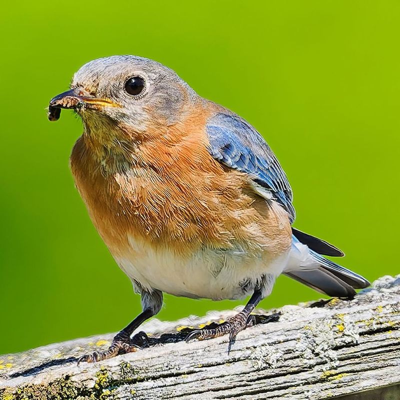 They May Be Finding More Natural Insects