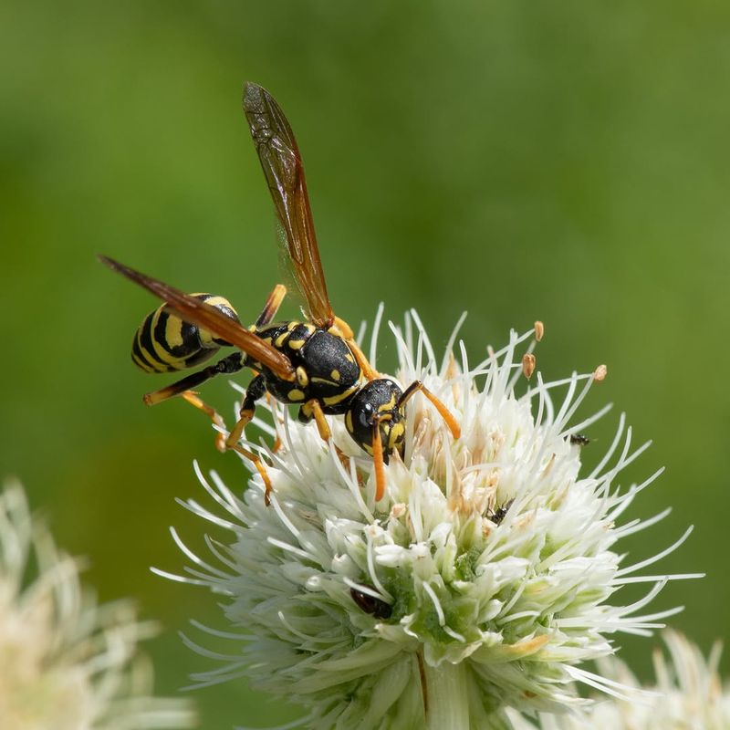 They May Be Helping With Pest Balance They May Be Helping With Pest Balance