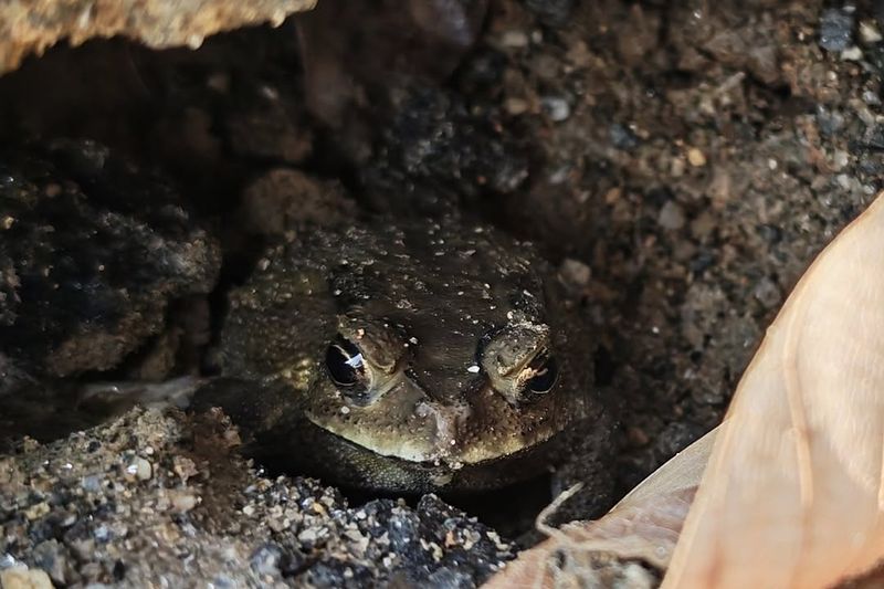 They May Be Hiding During The Heat They May Be Hiding During The Heat