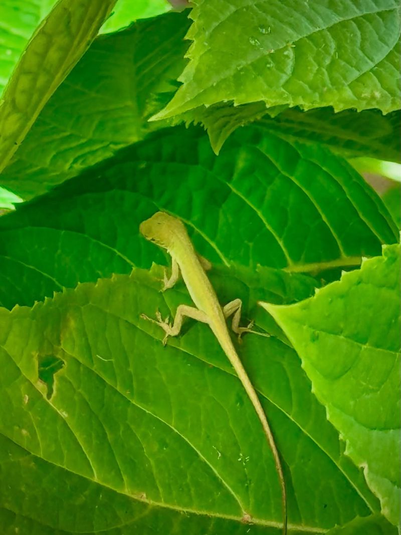 They May Be Moving Higher Into Shrubs And Trees They May Be Moving Higher Into Shrubs And Trees