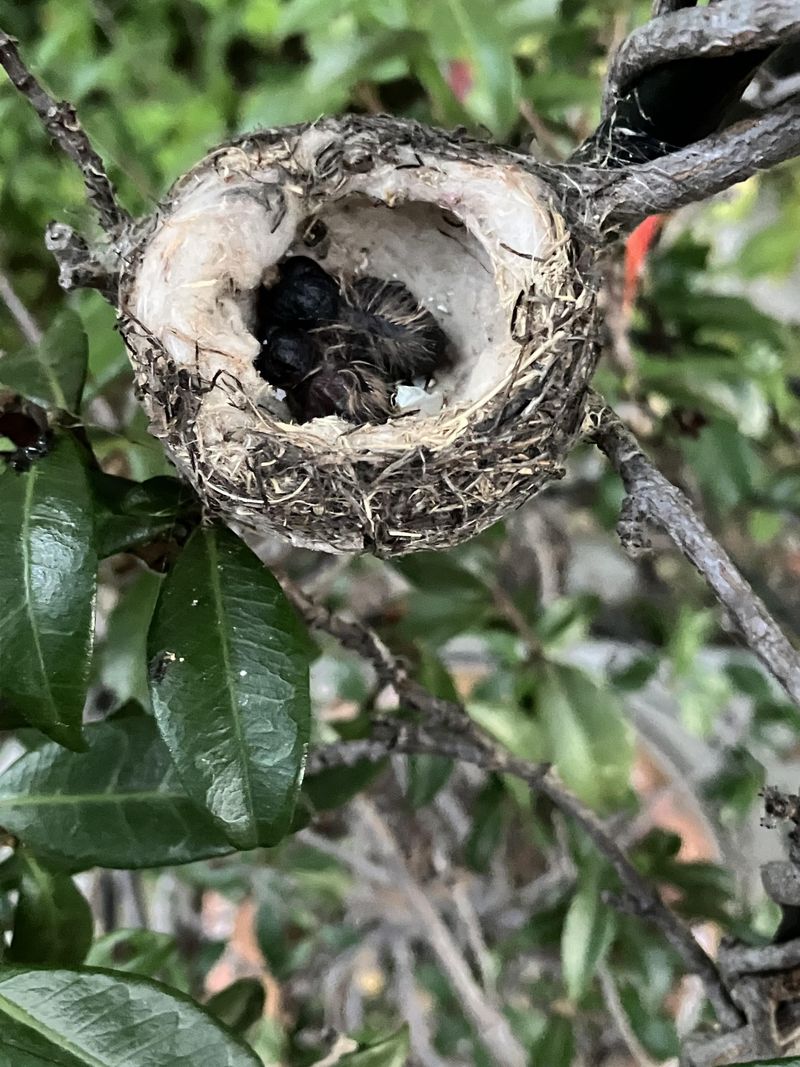 They May Be Nesting Nearby But Visiting Less Often They May Be Nesting Nearby But Visiting Less Often