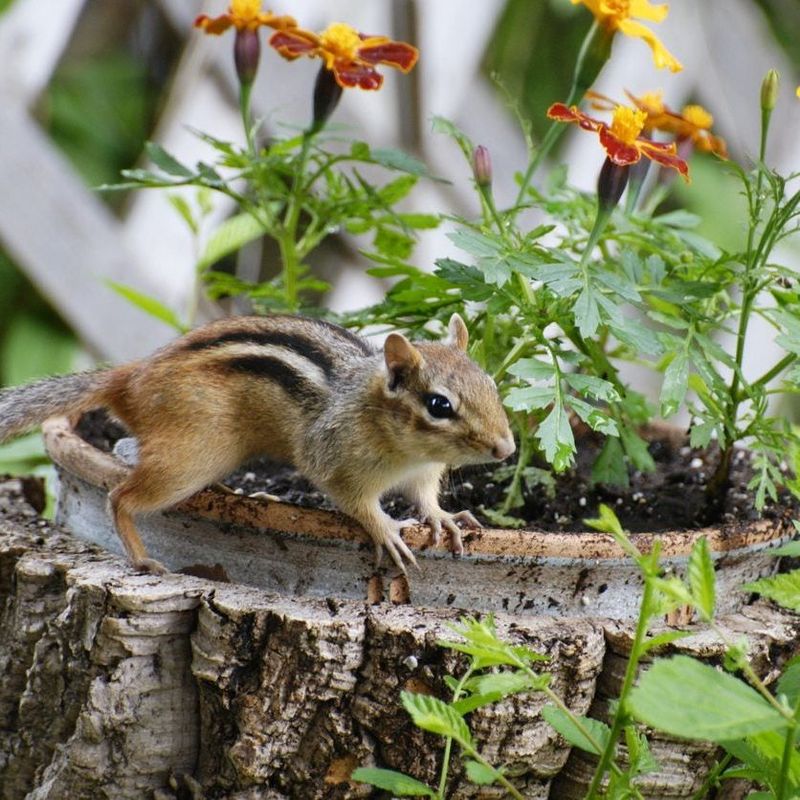 They May Be Stashing Seeds Nearby They May Be Stashing Seeds Nearby
