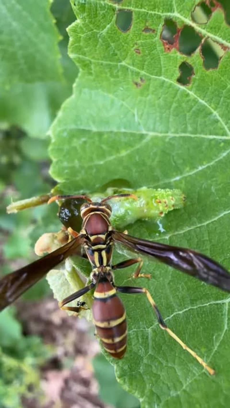 They May Still Be Helping With Garden Balance