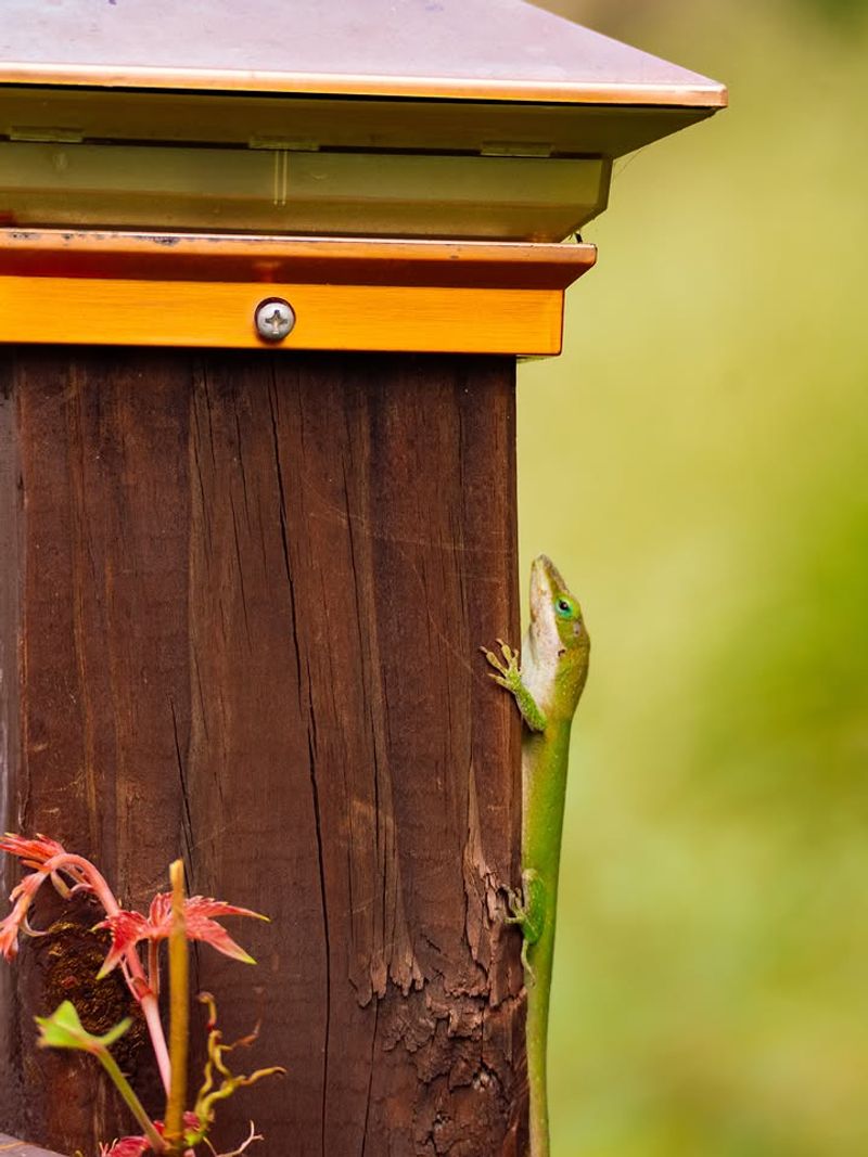 They May Take Spiders From Leaves And Railings