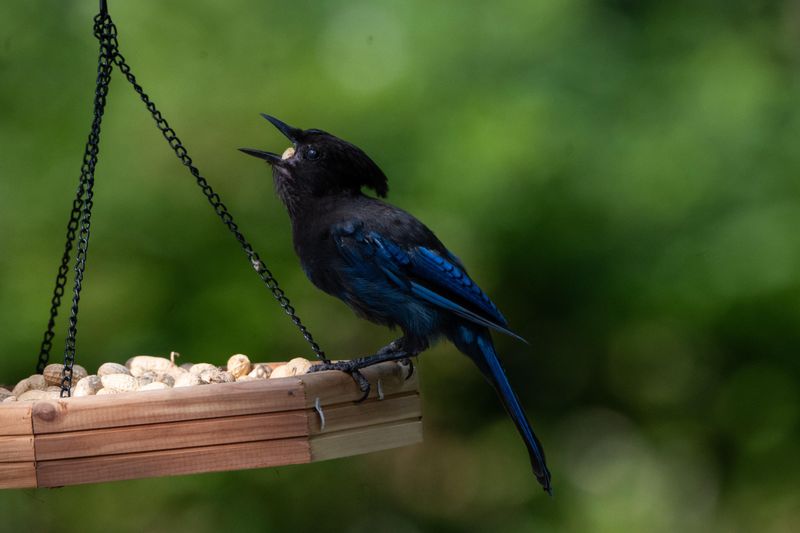 They Notice Feeders Before Shy Birds Do