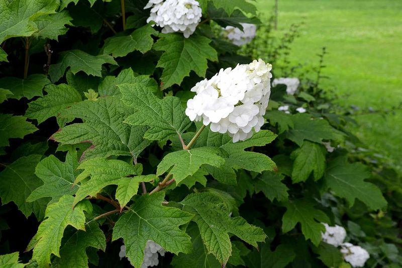 They Offer Four-Season Interest From One Shrub They Offer Four-Season Interest From One Shrub
