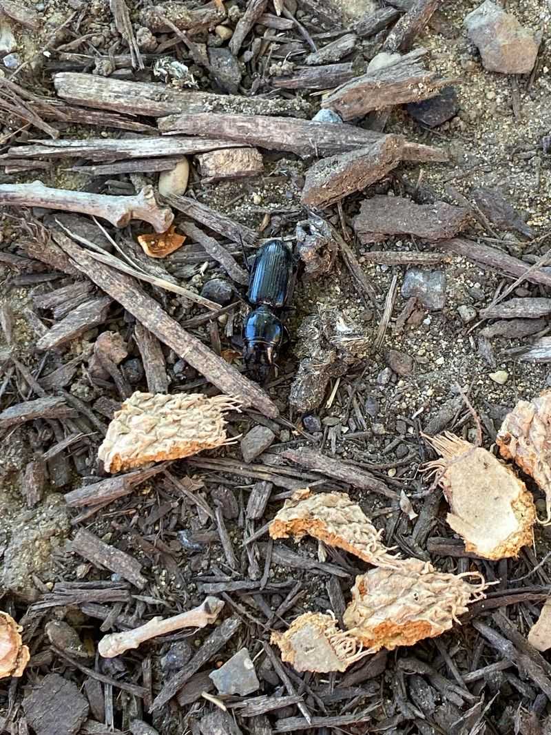 They Patrol The Garden After Dark