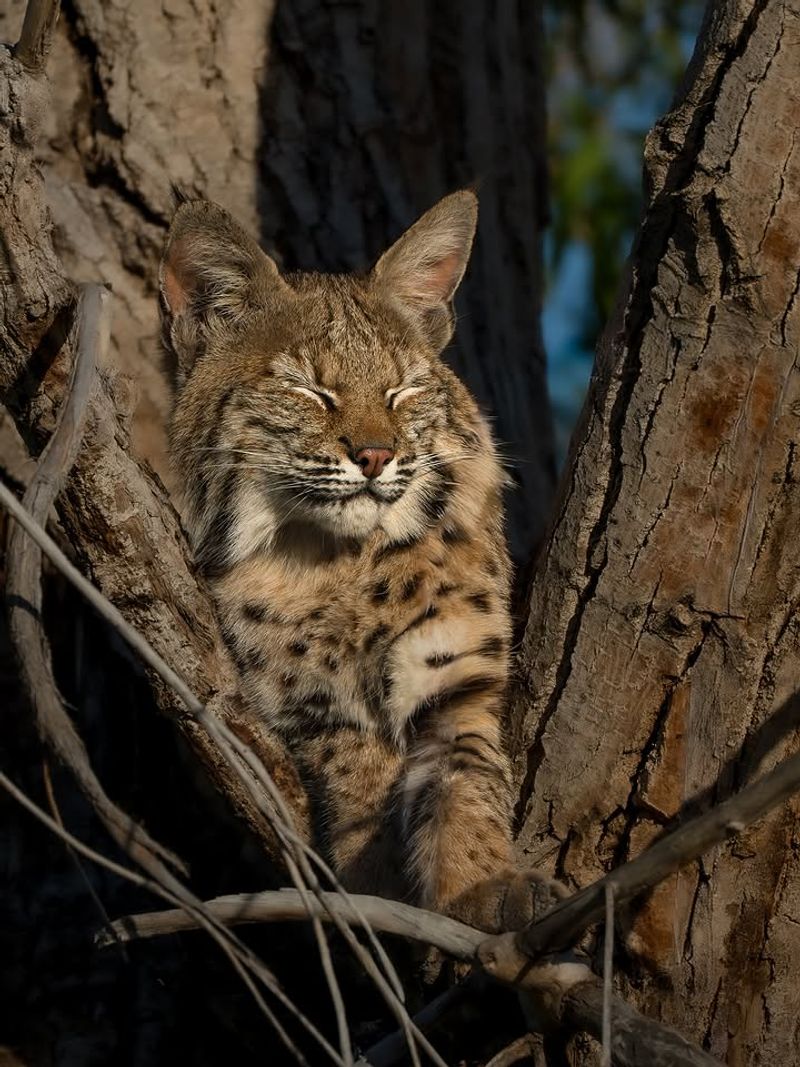 They Prefer To Stay Out Of Sight They Prefer To Stay Out Of Sight