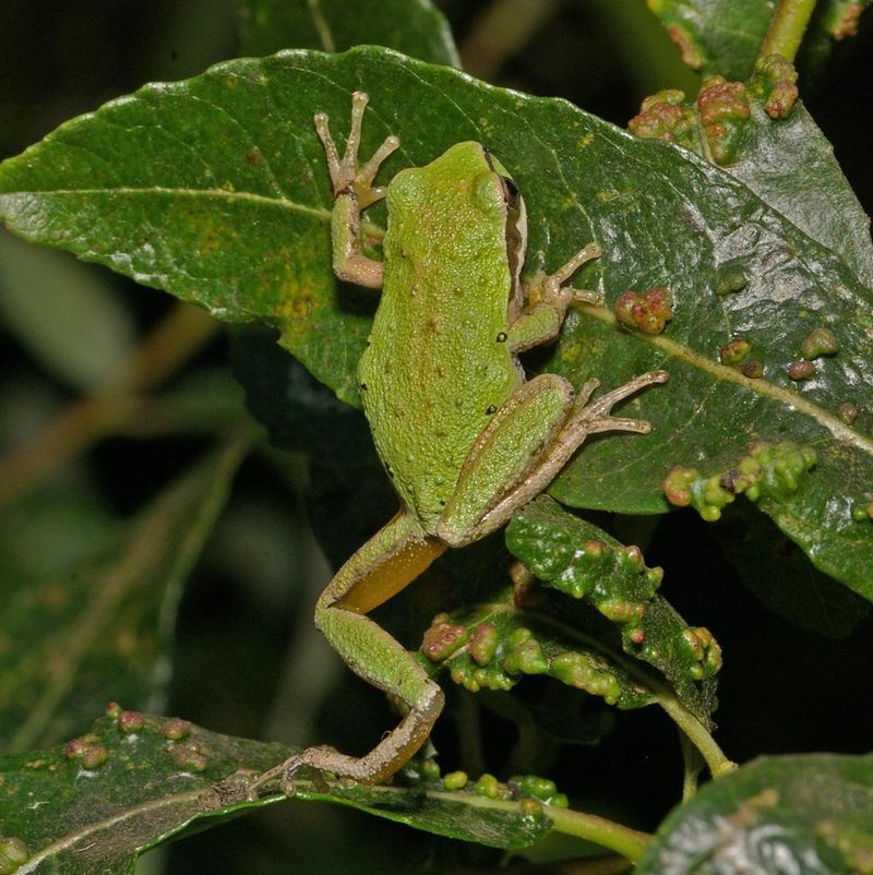 They Show Up Where Insects Are Easy To Find They Show Up Where Insects Are Easy To Find