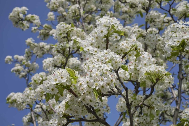 They Smell Bad When They Bloom They Smell Bad When They Bloom