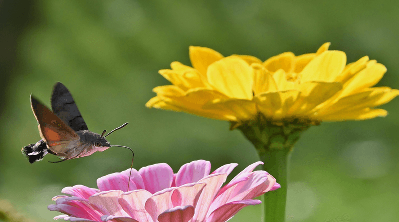 They Usually Signal A Healthy Garden Food Web They Usually Signal A Healthy Garden Food Web
