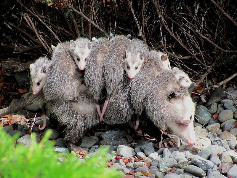 They're Usually Shy, Not Aggressive They're Usually Shy, Not Aggressive