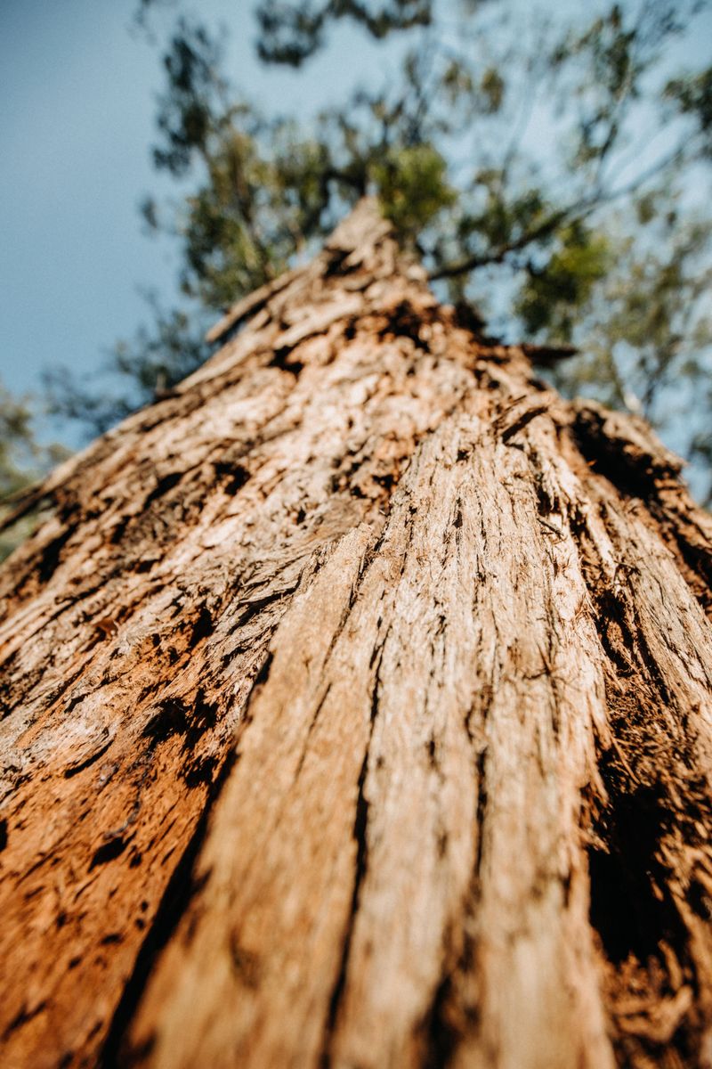 Thick Bark Guards Against Temperature Swings Thick Bark Guards Against Temperature Swings