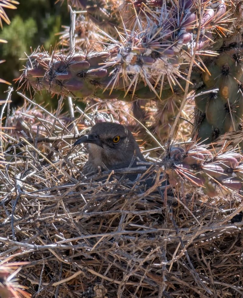 Thick Branches Protect Eggs And Chicks Thick Branches Protect Eggs And Chicks