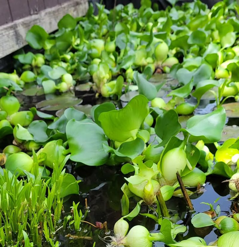 Thick Colonies Can Restrict Water Movement Thick Colonies Can Restrict Water Movement