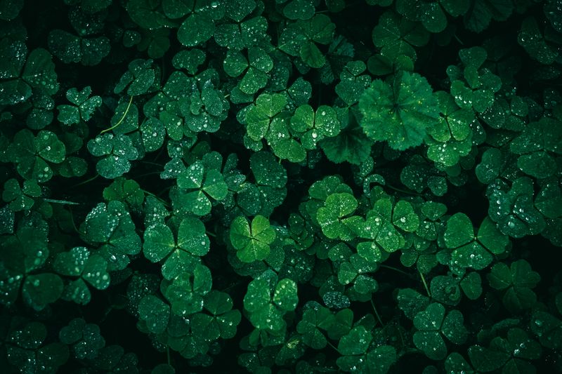 Thick Groundcover Like Ivy Or Clover