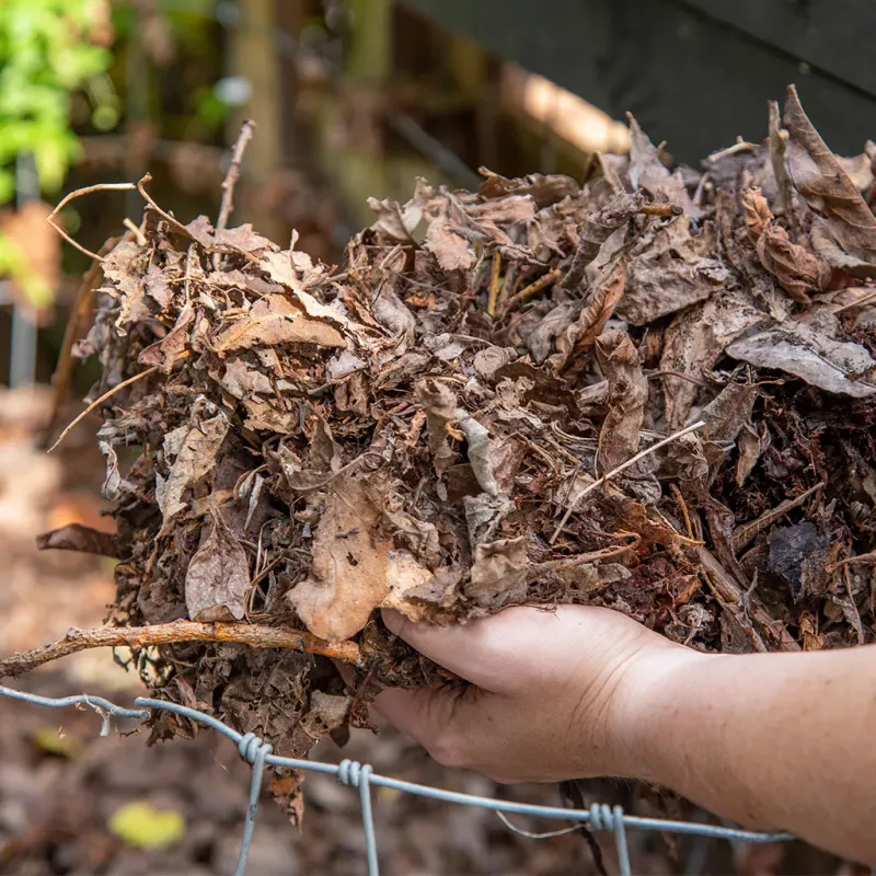 Thick Leaf Mulch Thick Leaf Mulch