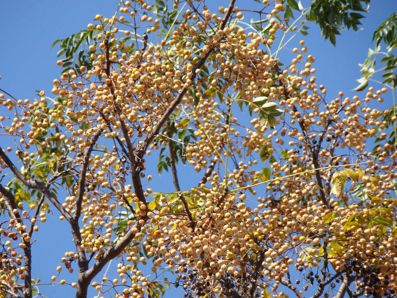 Thick Shade Crowds Out Nearby Plants Thick Shade Crowds Out Nearby Plants