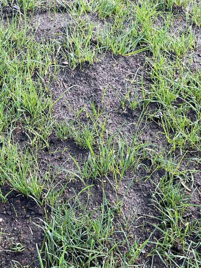 Thicken Turf To Make Digging Less Inviting Thicken Turf To Make Digging Less Inviting