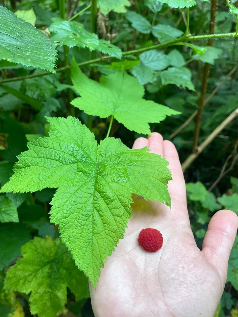 Thimbleberry Fills Woodland Edges Fast Thimbleberry Fills Woodland Edges Fast