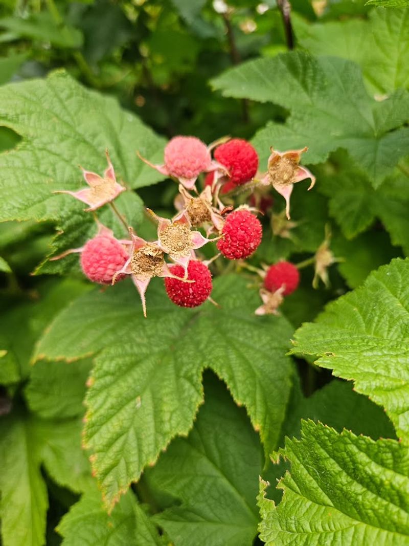 Thimbleberry Gives Soft Summer Fruit Thimbleberry Gives Soft Summer Fruit