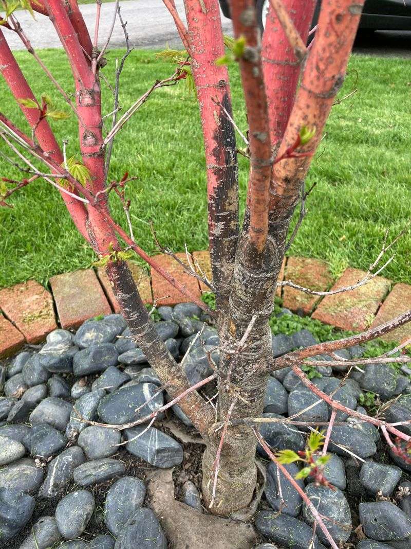 Thin-Barked Trees Take The Worst Damage Thin-Barked Trees Take The Worst Damage