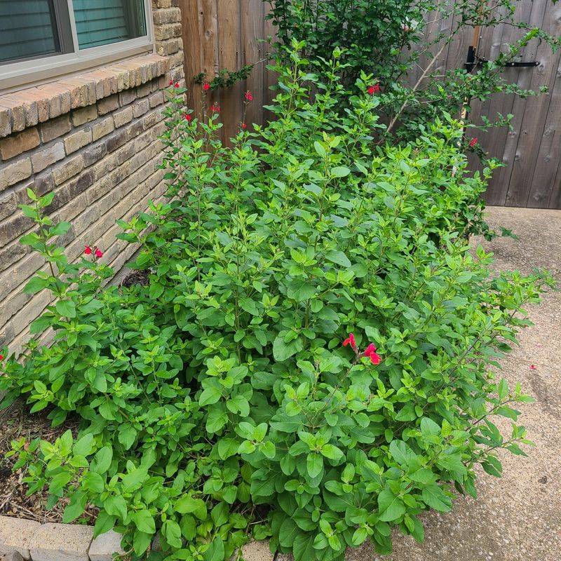 Thin Crowded Growth To Improve Airflow Thin Crowded Growth To Improve Airflow