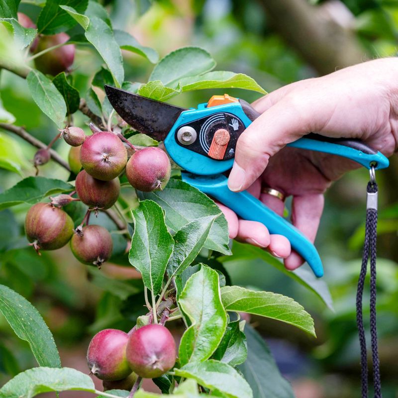 Thin Dense Canopies Without Over-Pruning Thin Dense Canopies Without Over-Pruning