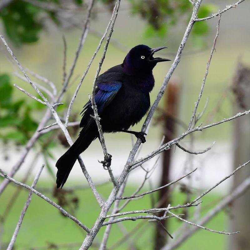 Thin Dense Roost Limbs Carefully