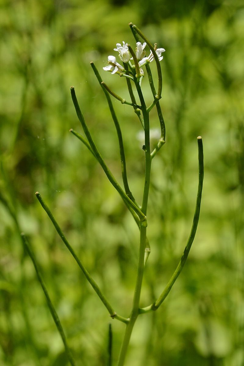 Thin Green Seed Pods Develop After Flowering
