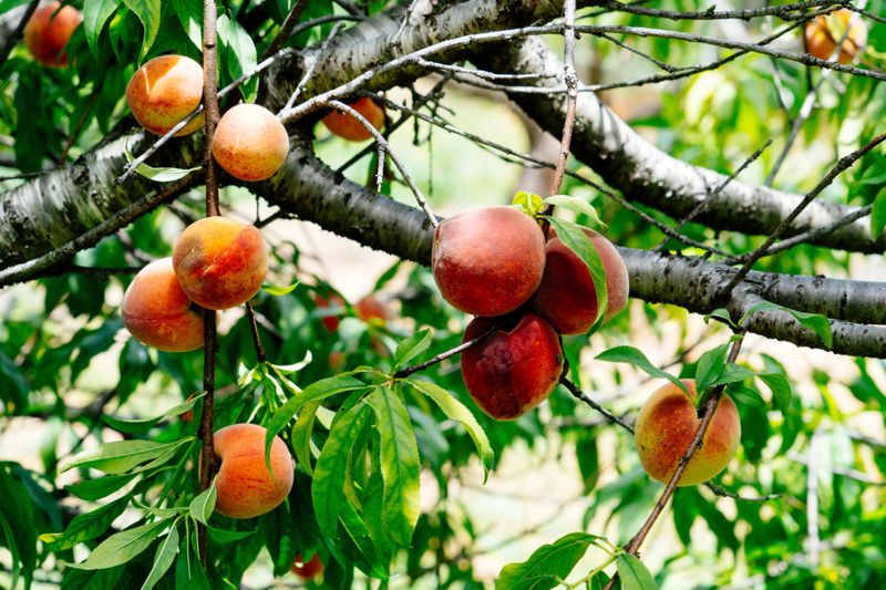 Thin Heavy Fruit Loads Early Enough Thin Heavy Fruit Loads Early Enough