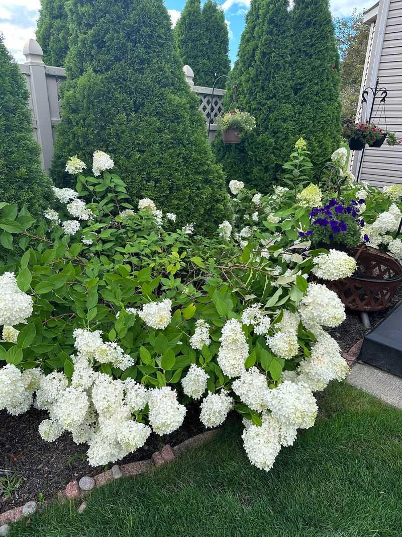 Thin Nearby Branches Before Cutting Hydrangeas Thin Nearby Branches Before Cutting Hydrangeas
