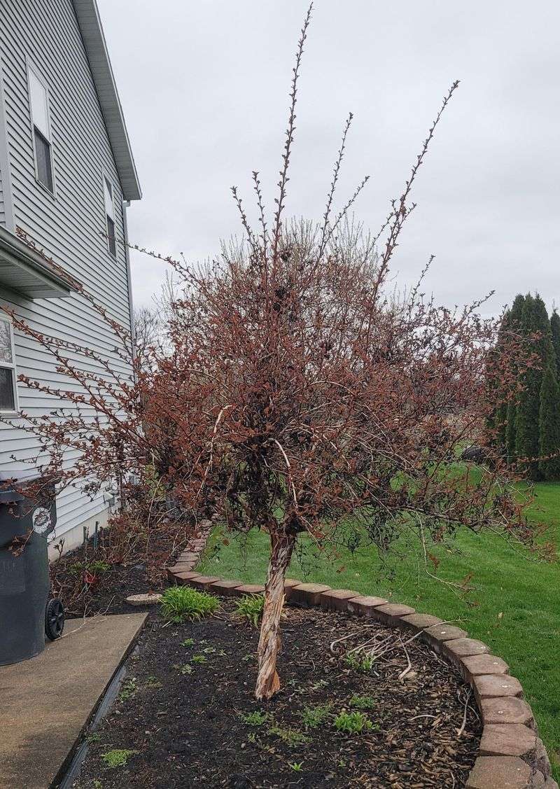 Thin One Third Instead Of Butchering The Shrub Thin One Third Instead Of Butchering The Shrub