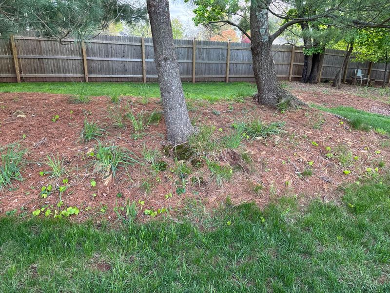 Thin Pine Straw Lets Weed Seeds Reach Sunlight