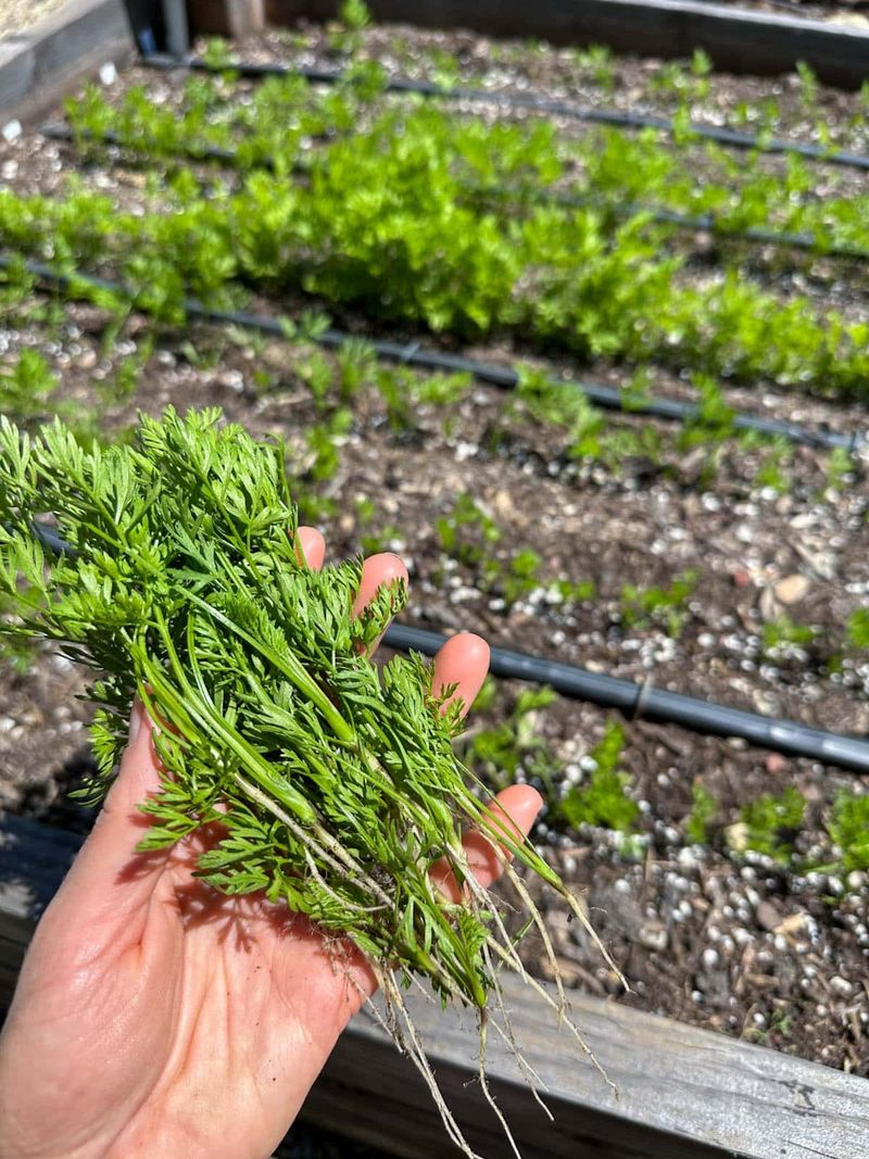 Thin Seedlings Before Roots Crowd Thin Seedlings Before Roots Crowd