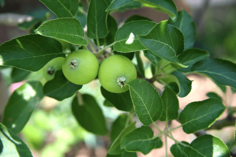 Thin Young Fruit For Bigger Harvests