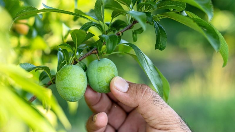 Thin Young Plums Soon After Bloom
