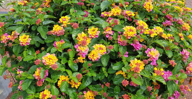 Lantana (featured image)