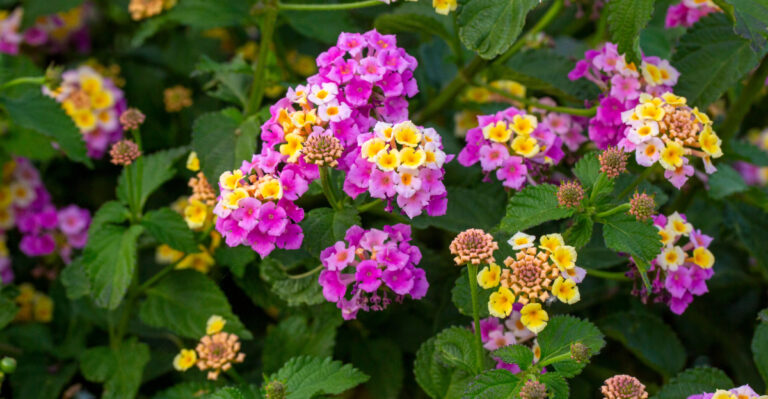 Lantana (featured image)